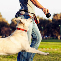 Dogs love to learn through play