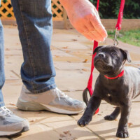 Puppy treats